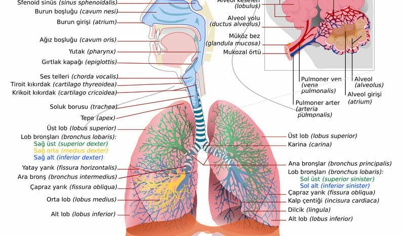 Airway Nedir?